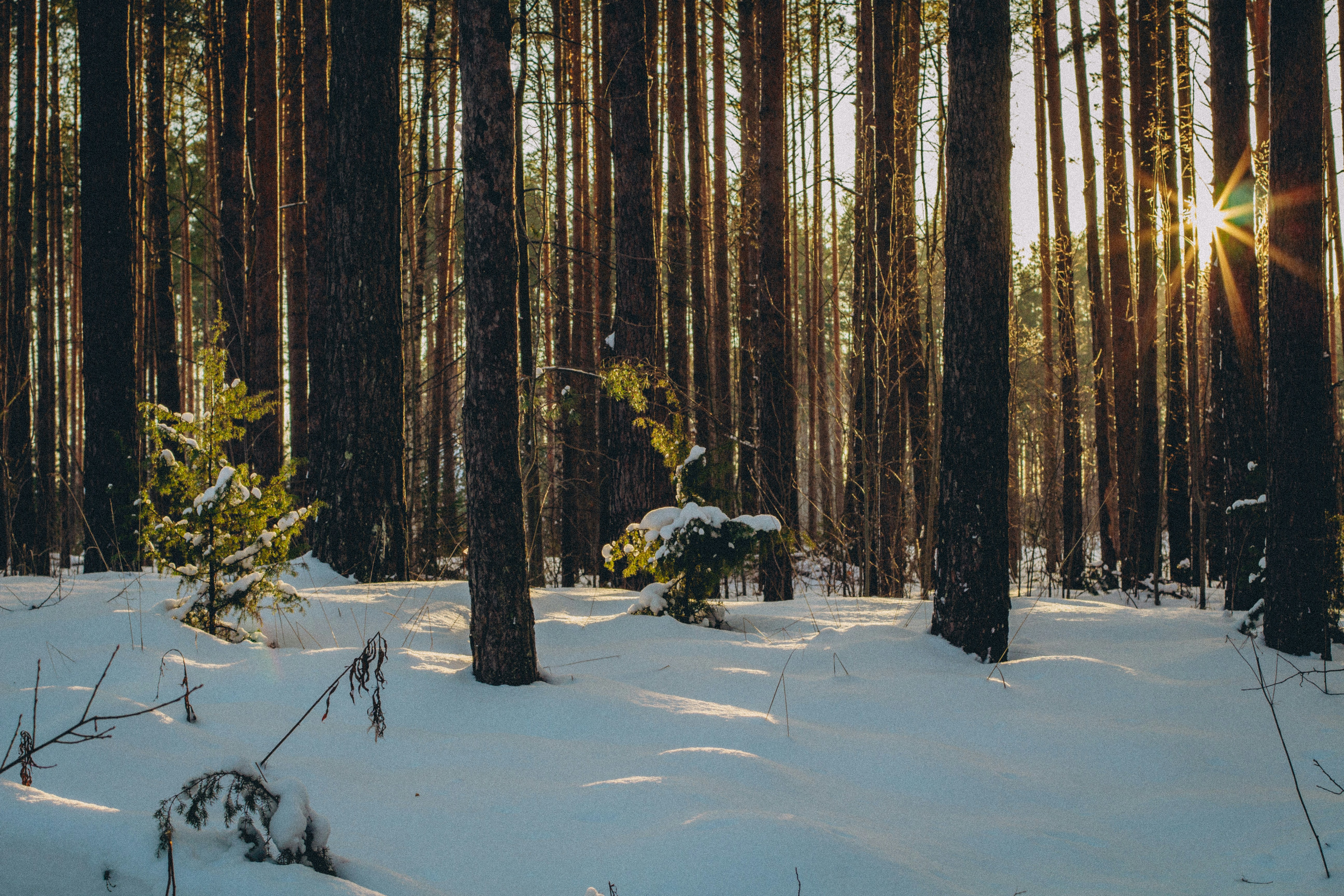 Photo by maximyuryshev