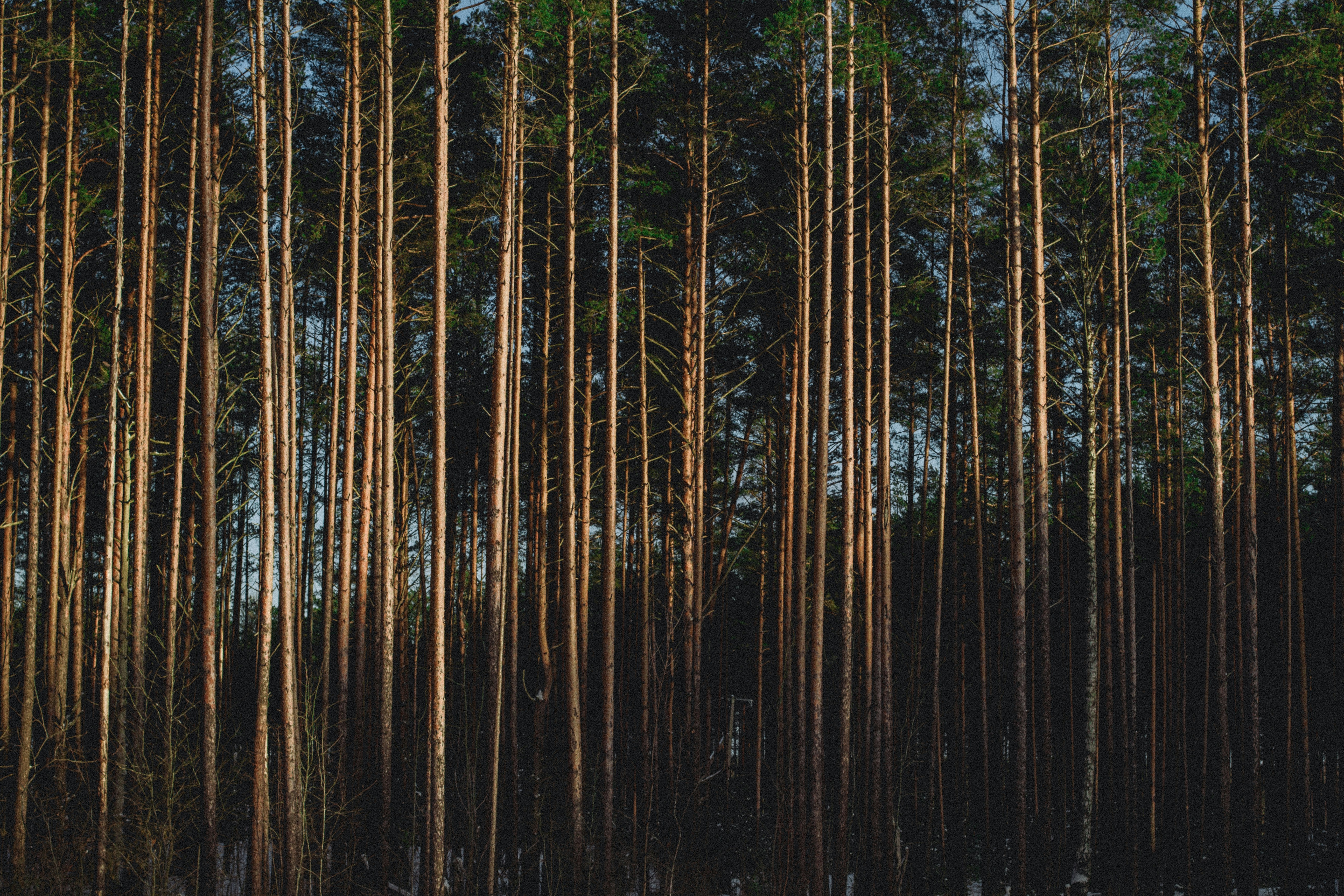 Photo by maximyuryshev