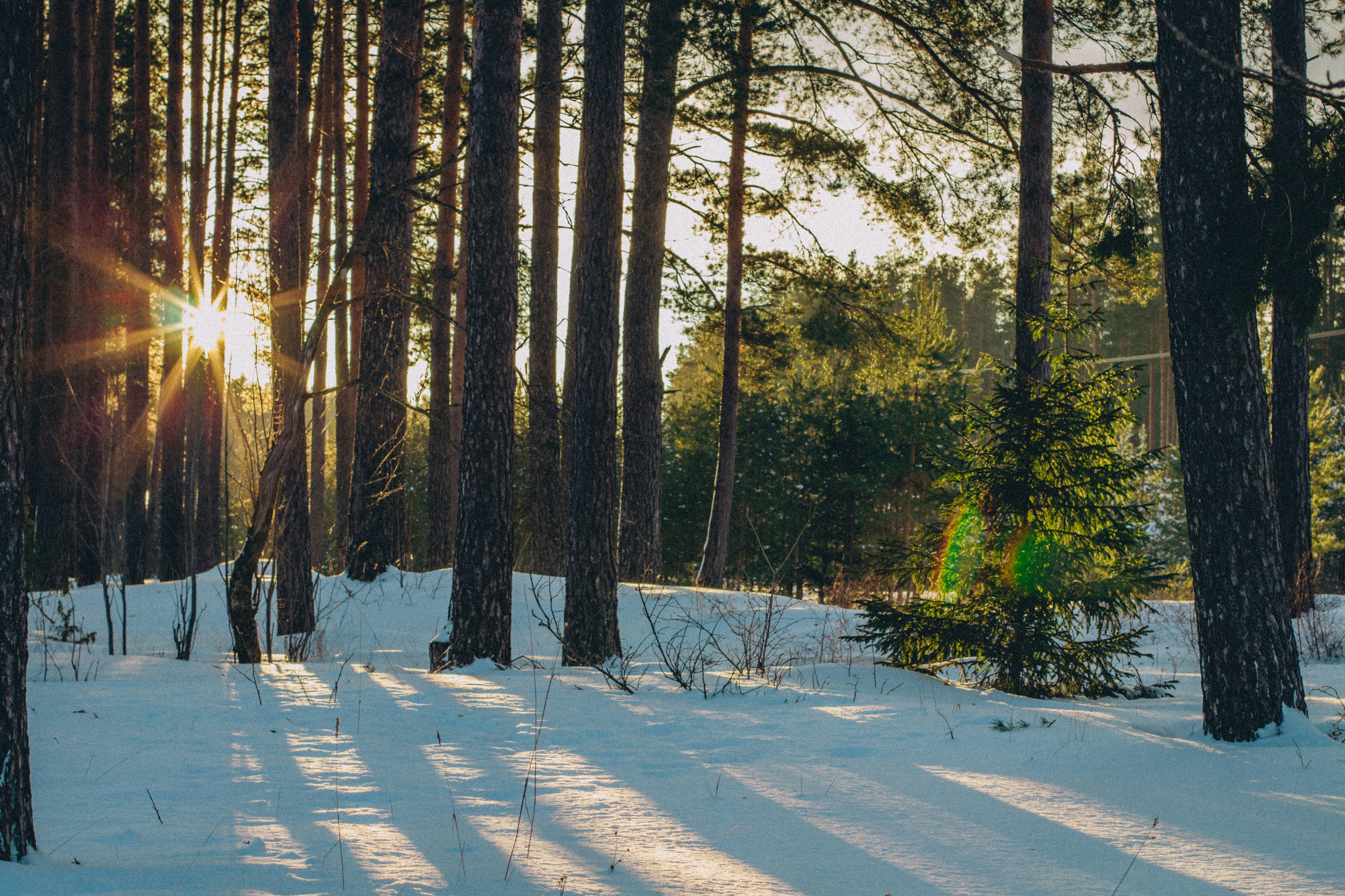 Photo by maximyuryshev