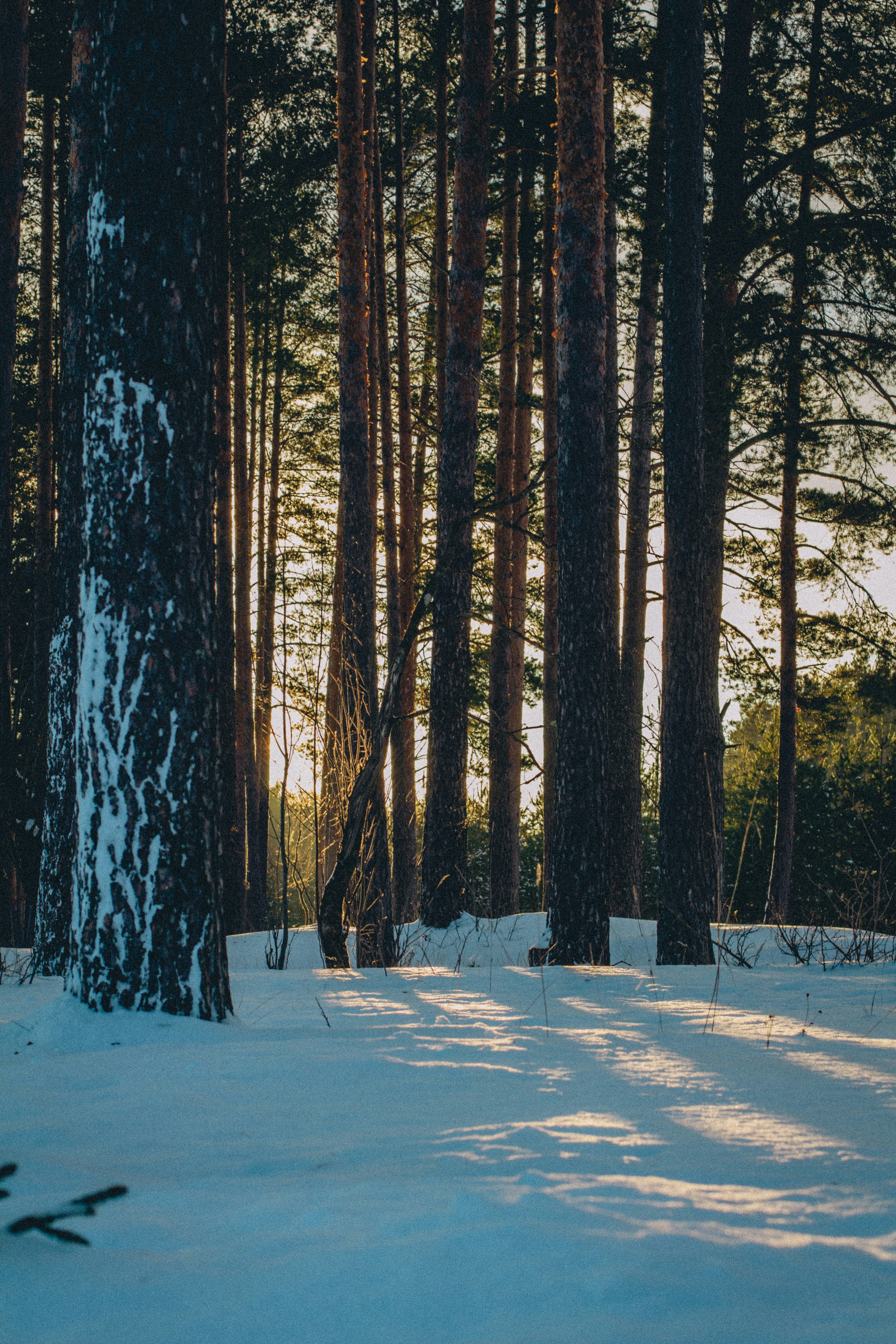 Photo by maximyuryshev