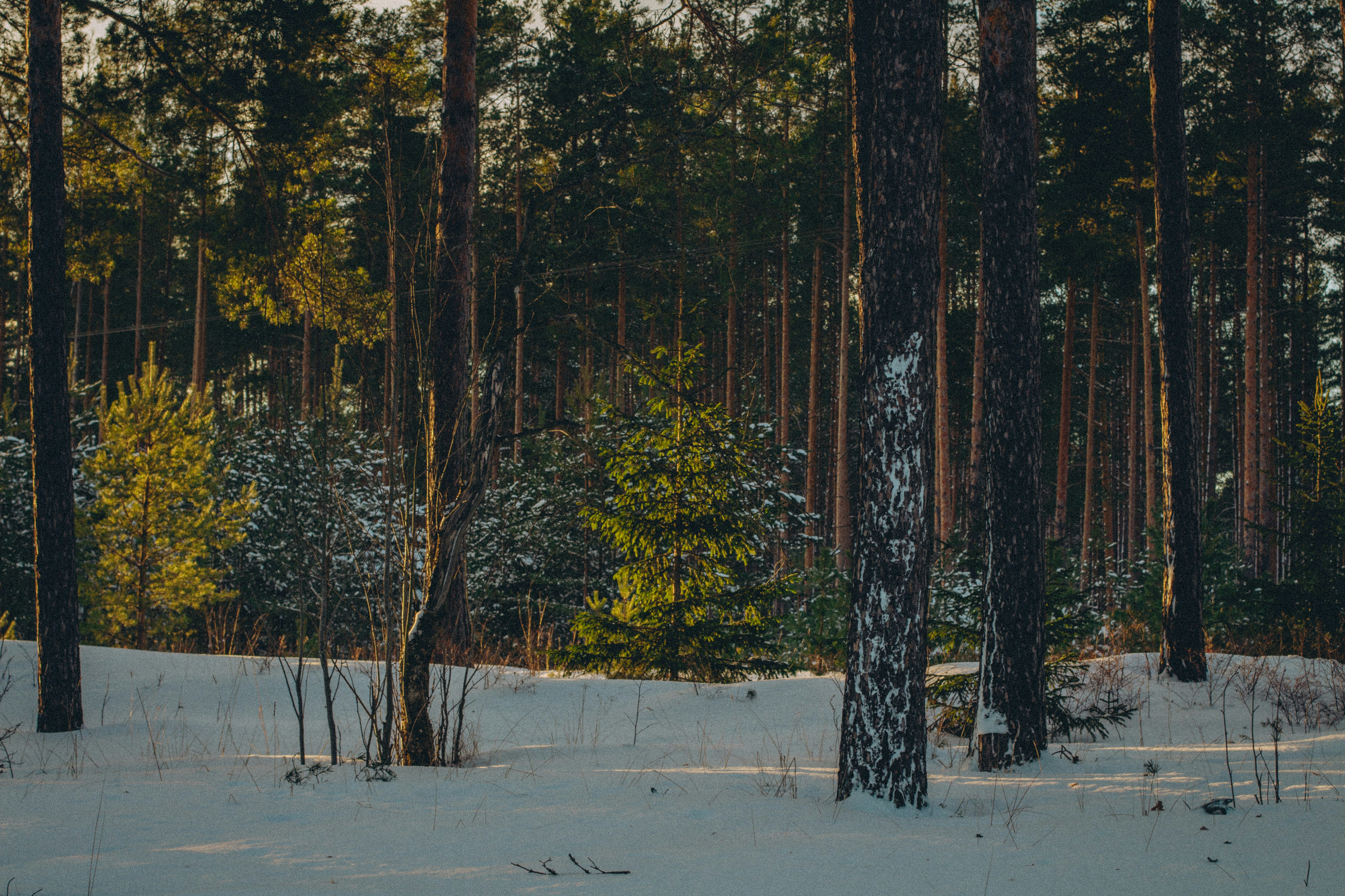 Photo by maximyuryshev