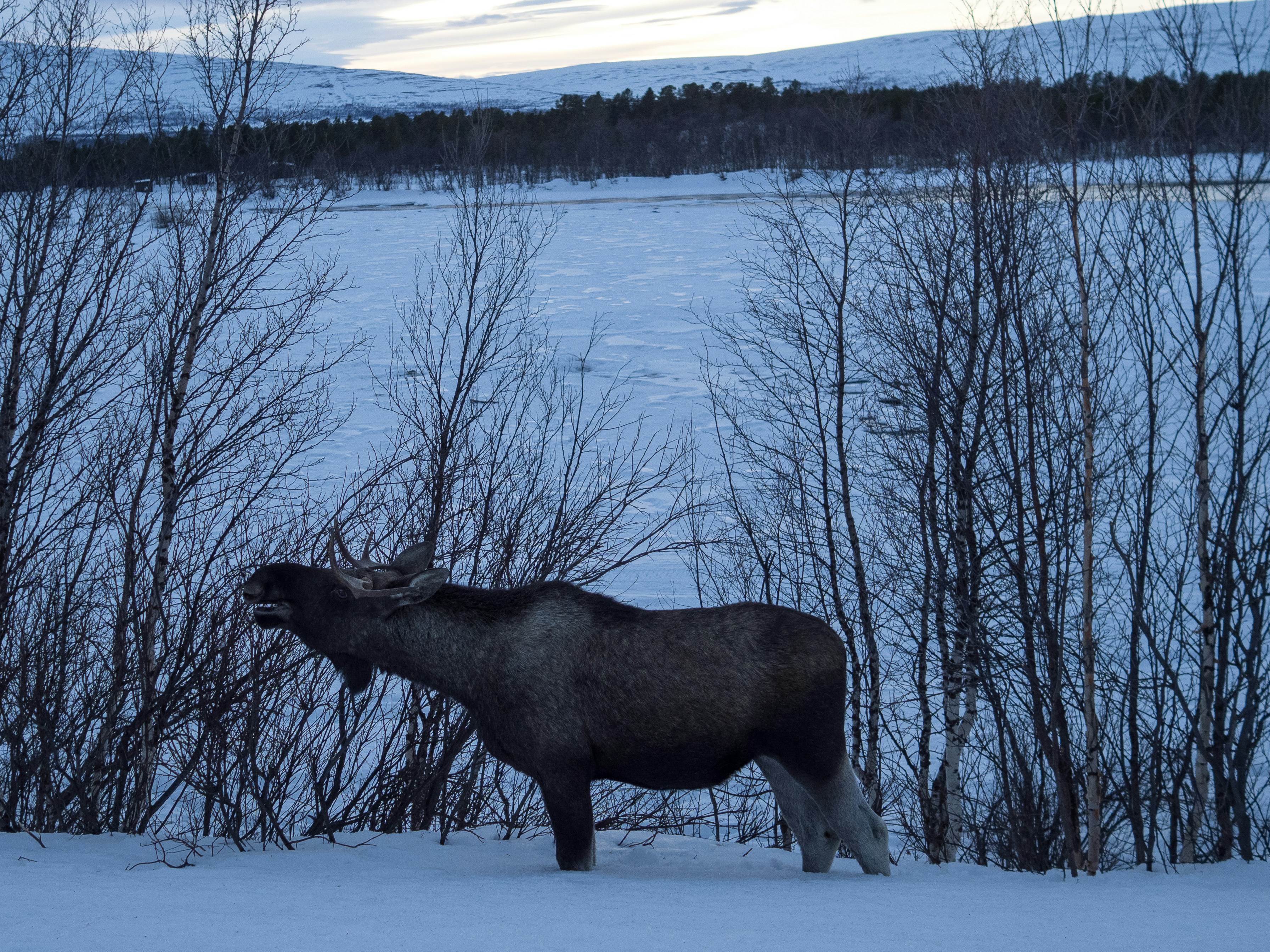 a moose standing in the snow next to some trees