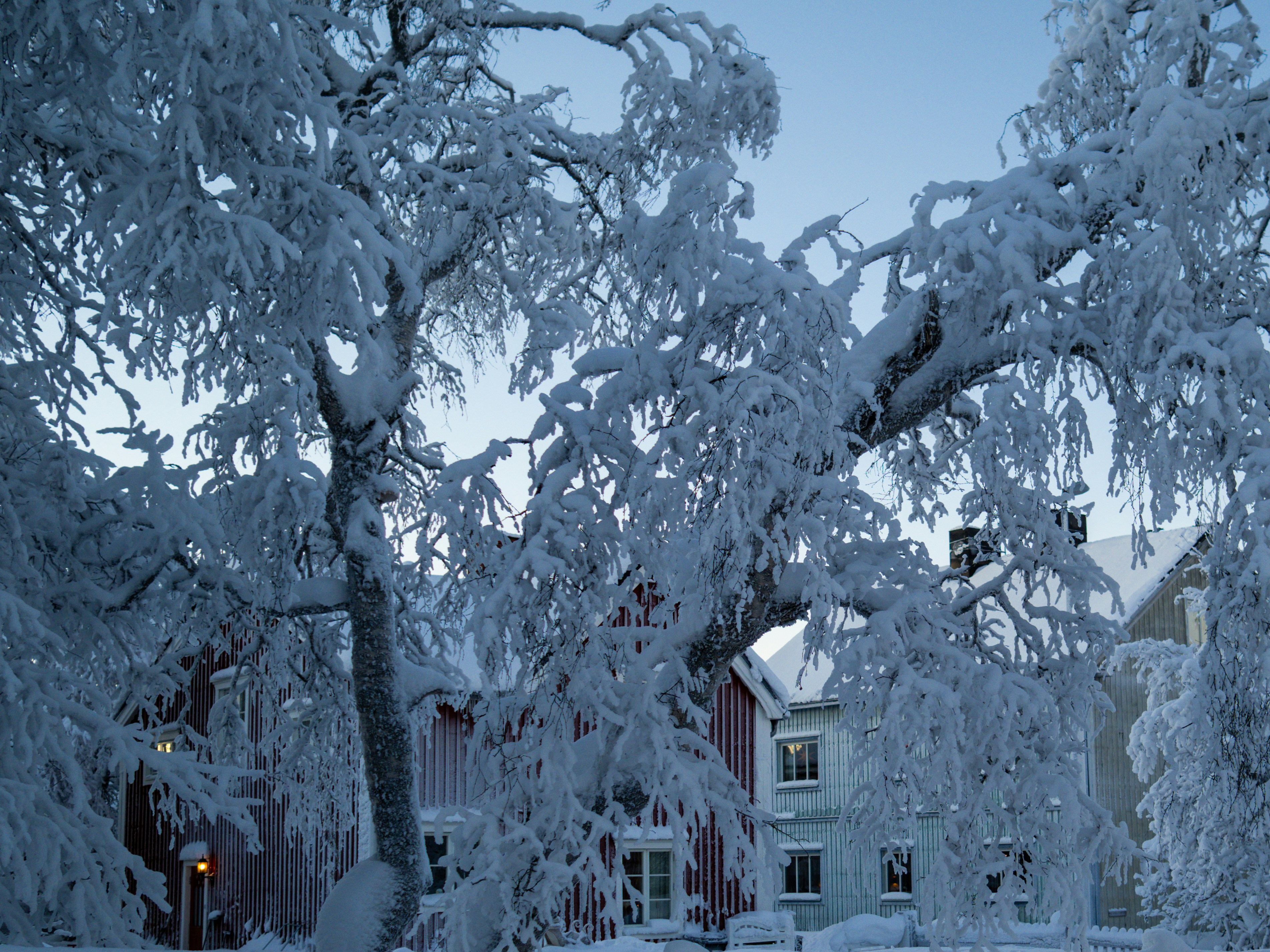 a snow covered tree in front of a house