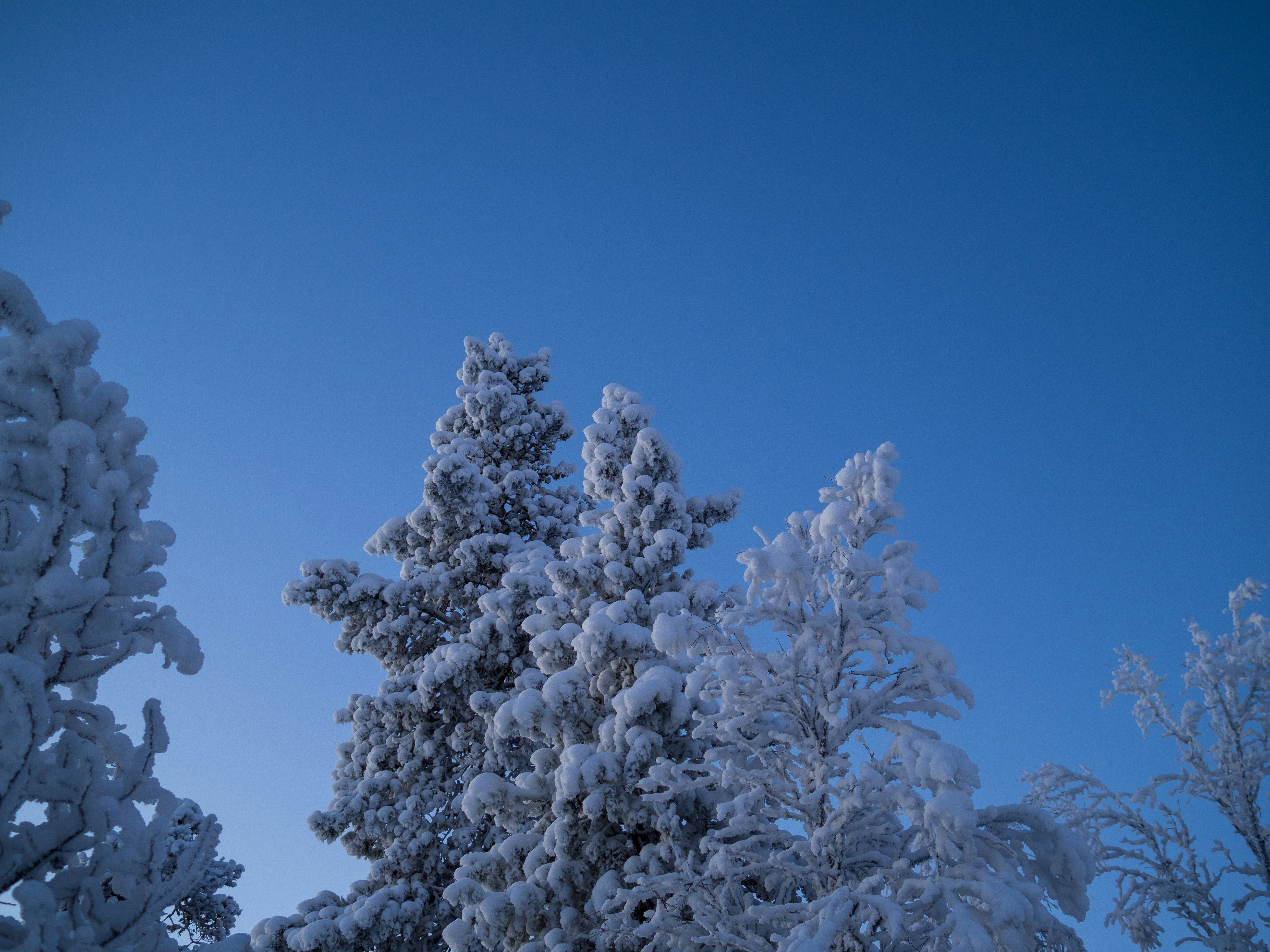 a group of trees covered in snow under a blue sky
