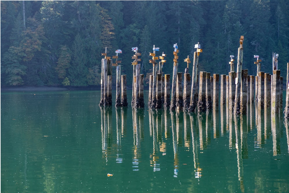 un montón de postes que sobresalen del agua