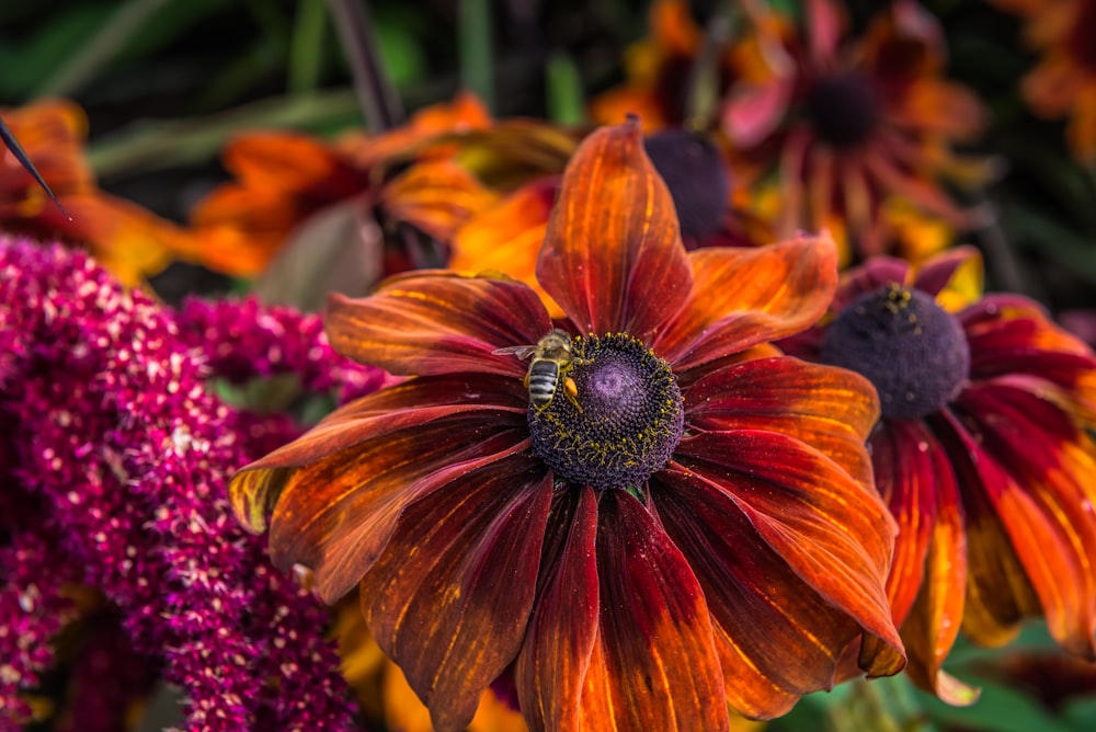 um close up de uma flor com uma abelha sobre ela