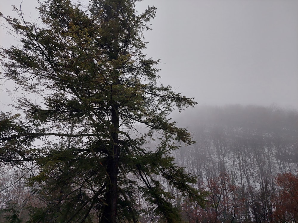 a lone tree in the middle of a foggy forest