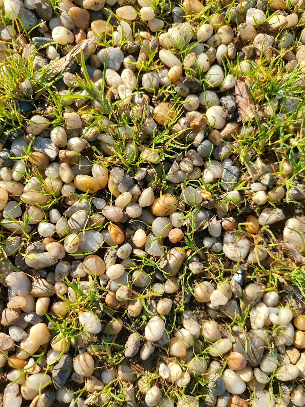 a bunch of small rocks and grass on the ground