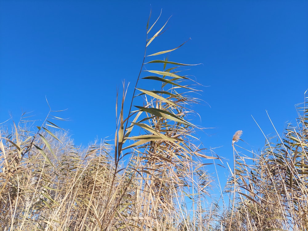 a tall grass plant with a blue sky in the background