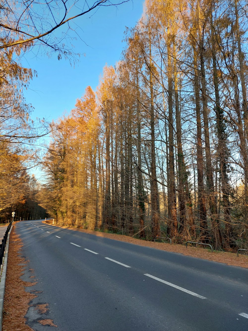 a road surrounded by lots of tall trees