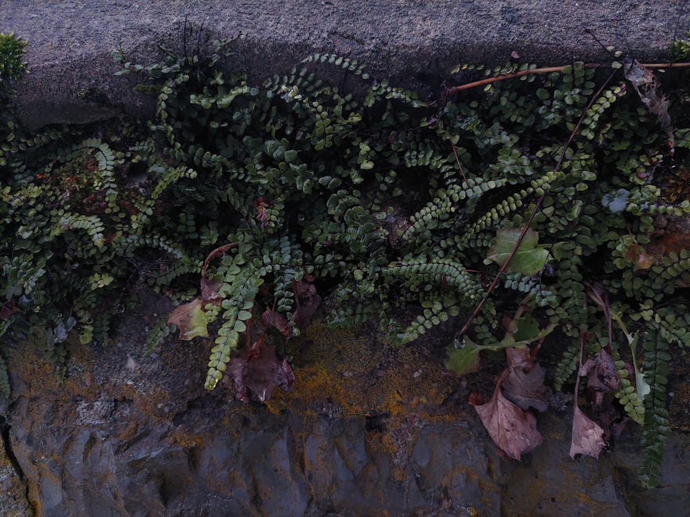 a plant growing on the side of a stone wall