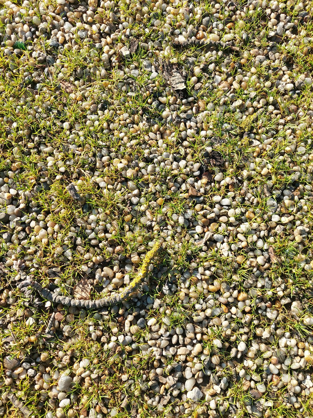 una serpiente en medio de un campo de rocas