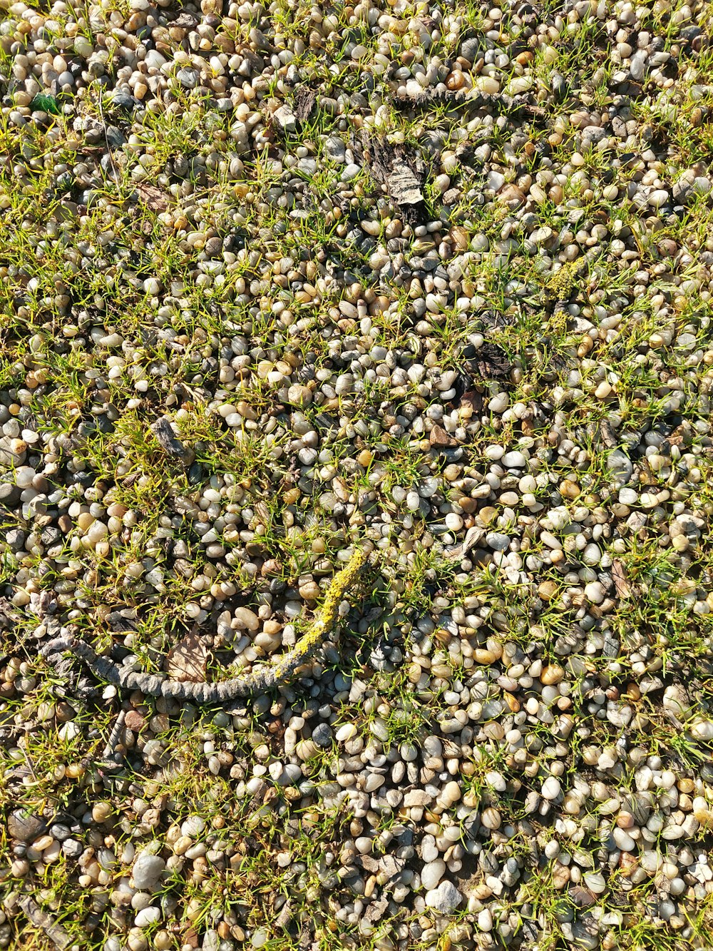 a snake in the middle of a field of rocks