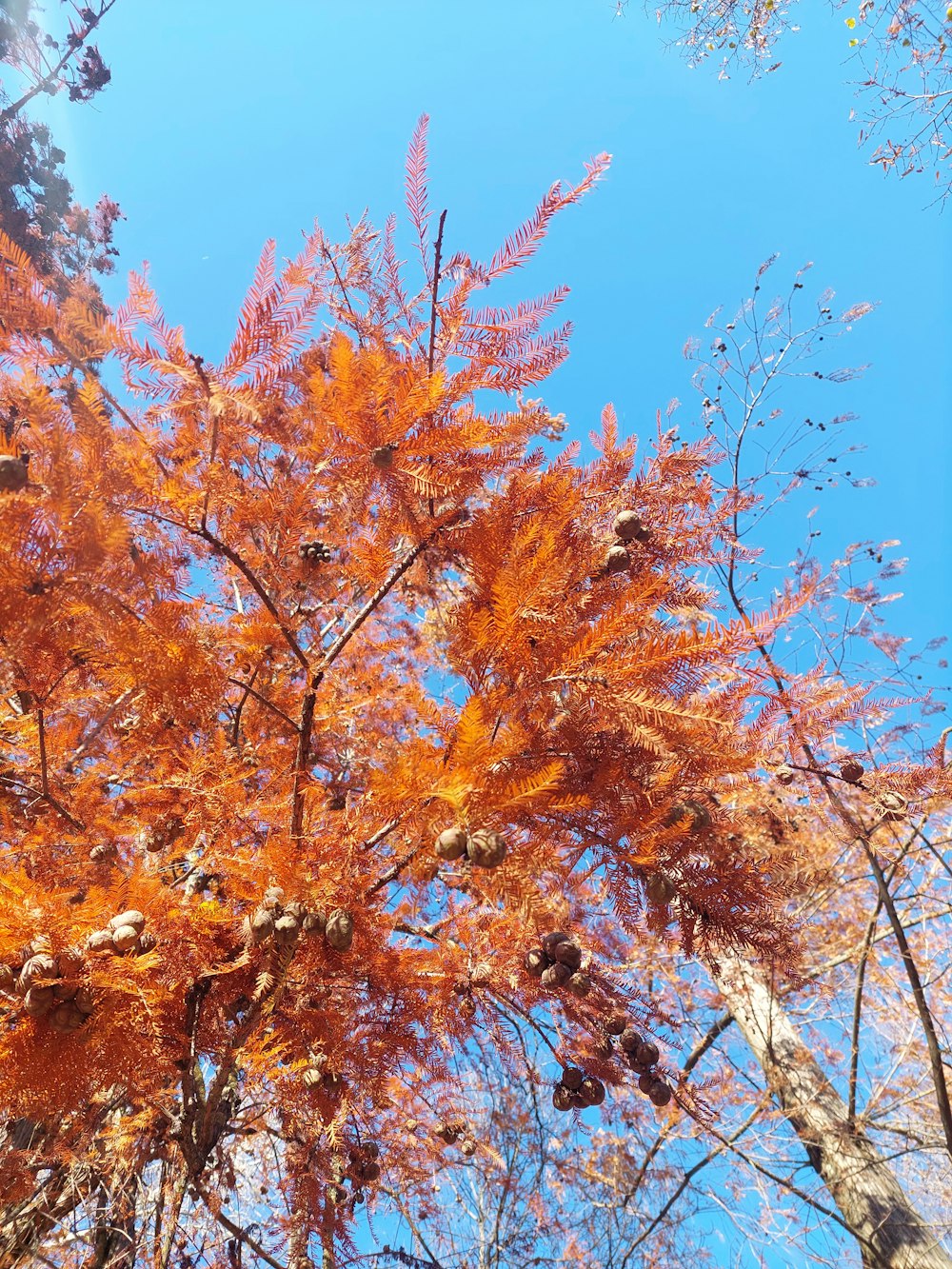 a tree with orange leaves and a blue sky in the background