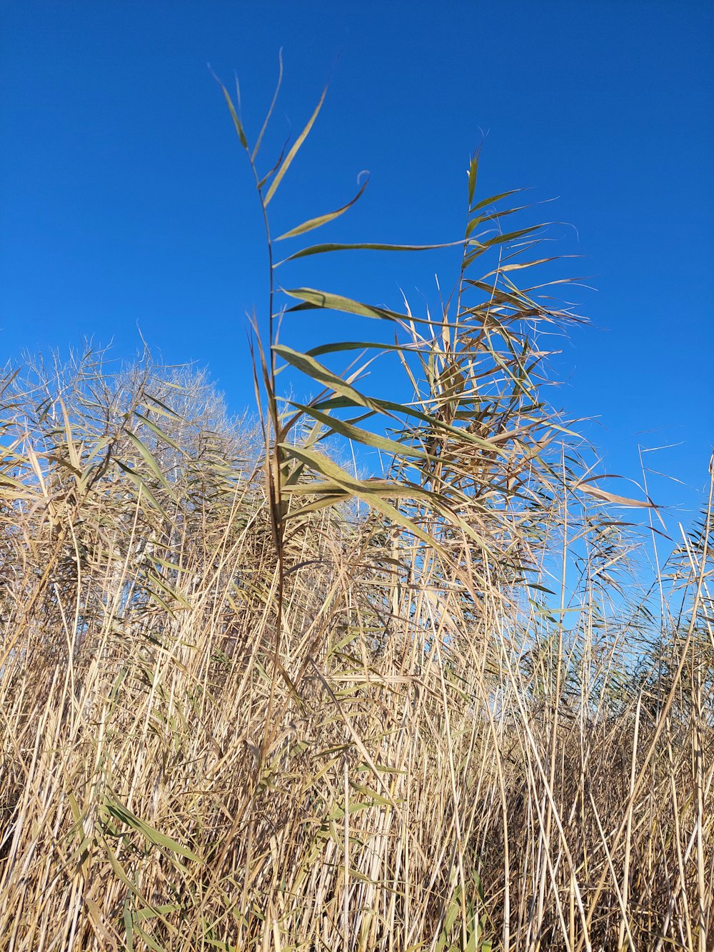 a field of tall dry grass under a blue sky