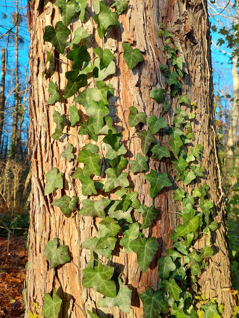 ivy growing on a tree trunk in the woods