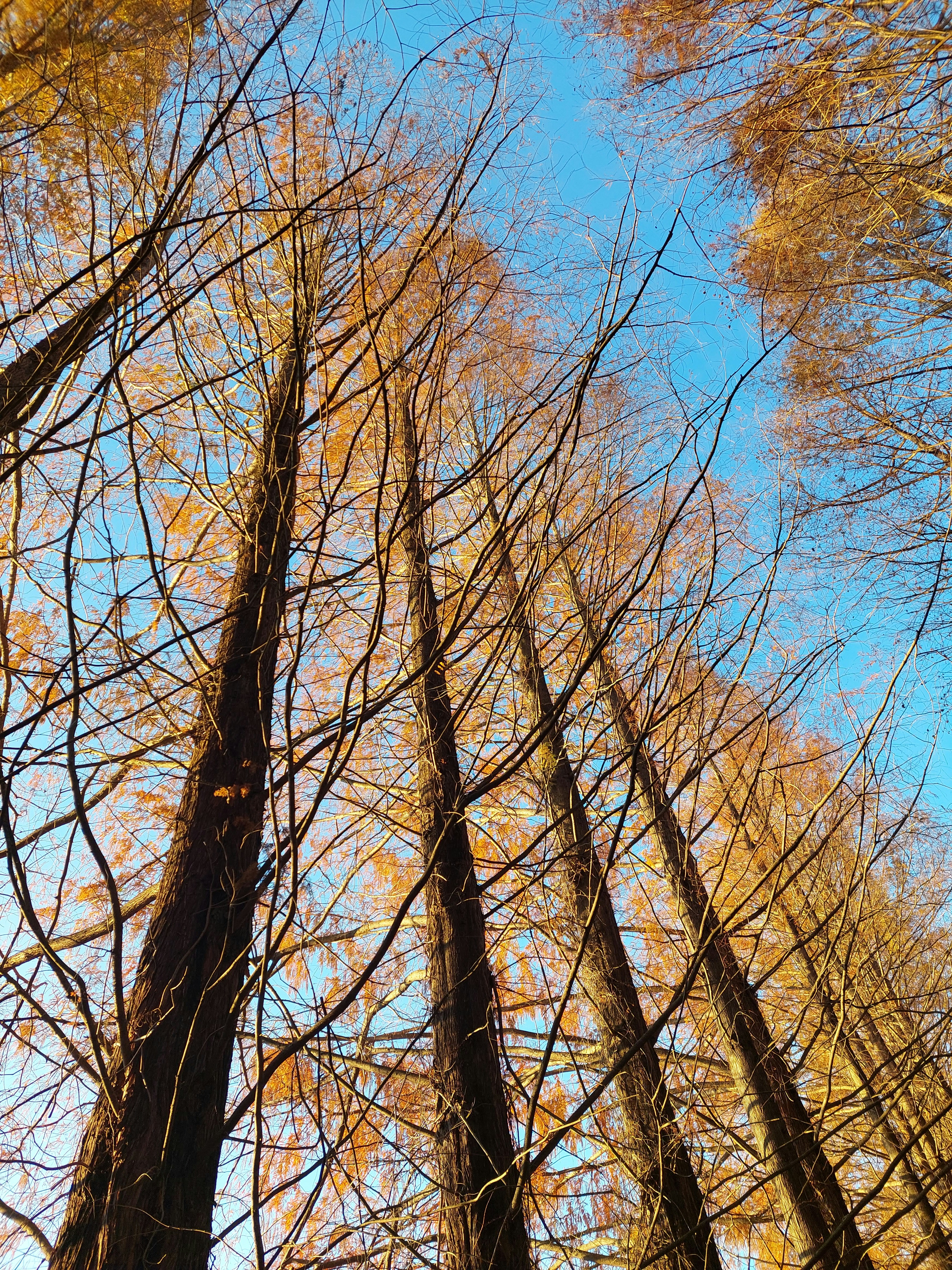 A group of tall trees standing next to each other photo – Free Forest ...