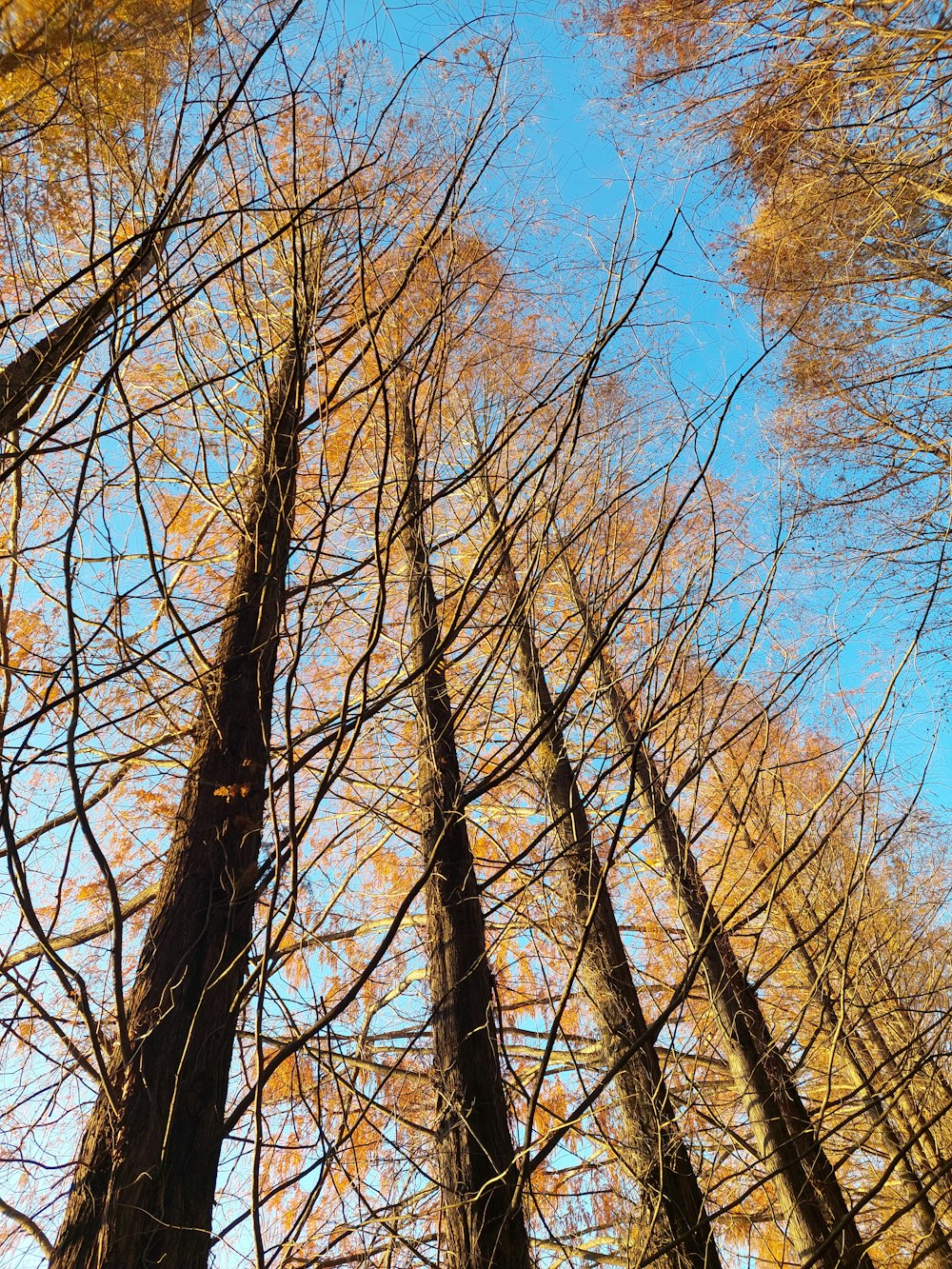 a group of tall trees standing next to each other