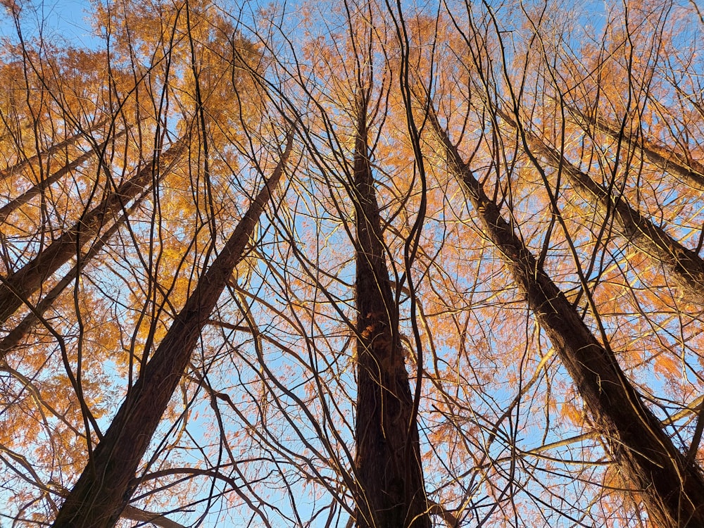 a group of trees with yellow leaves on them