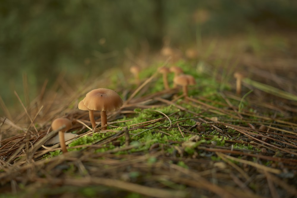 a group of mushrooms sitting on top of a forest floor