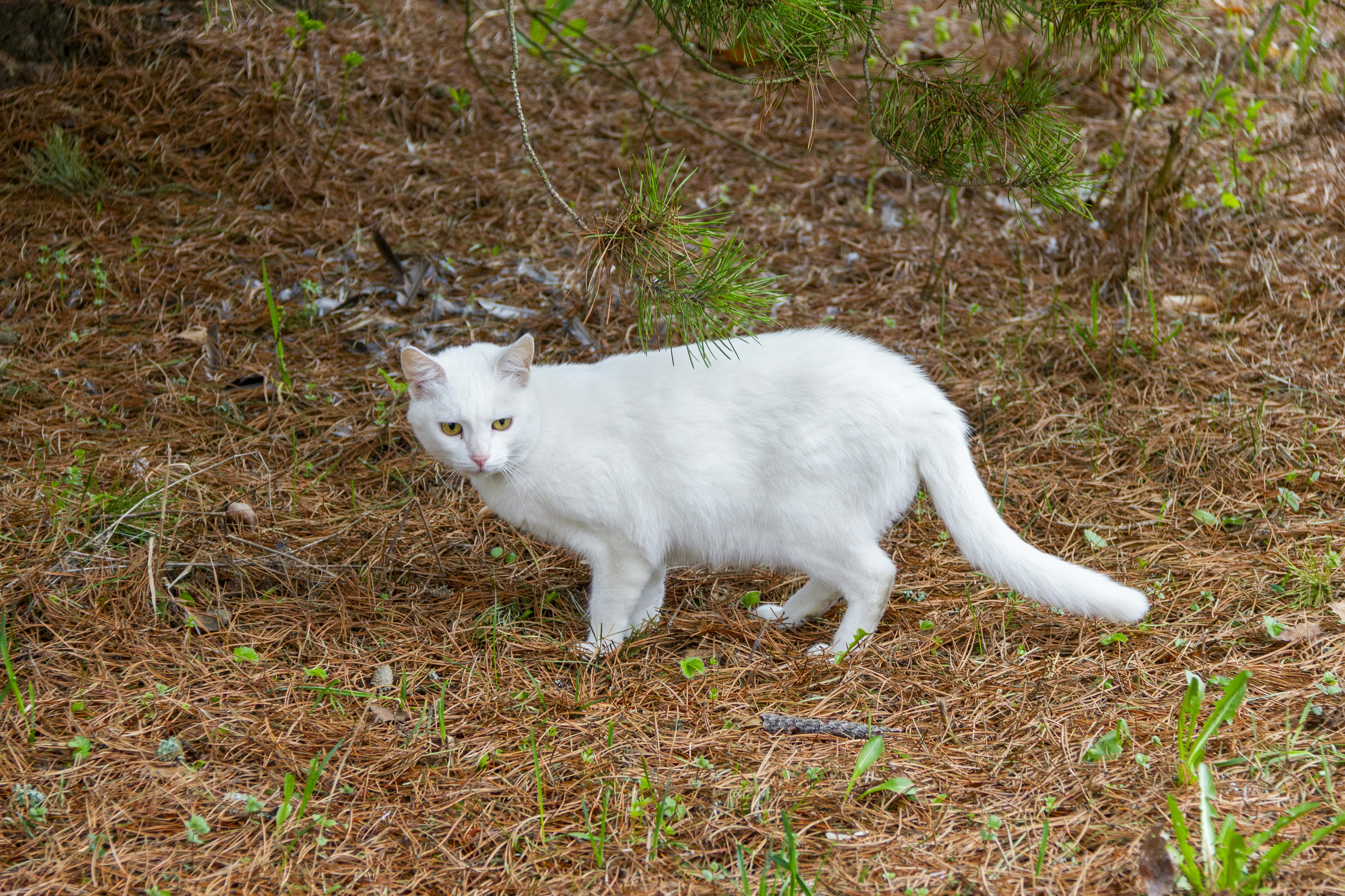 19. Pine Needles: The Forest Fantasy (image credits: unsplash)
