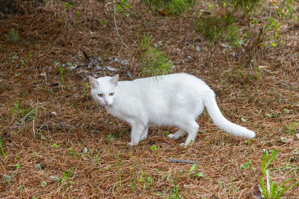 a white cat walking across a grass covered field