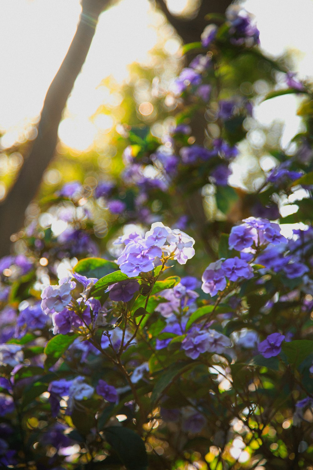 um ramo de flores roxas crescendo em uma árvore