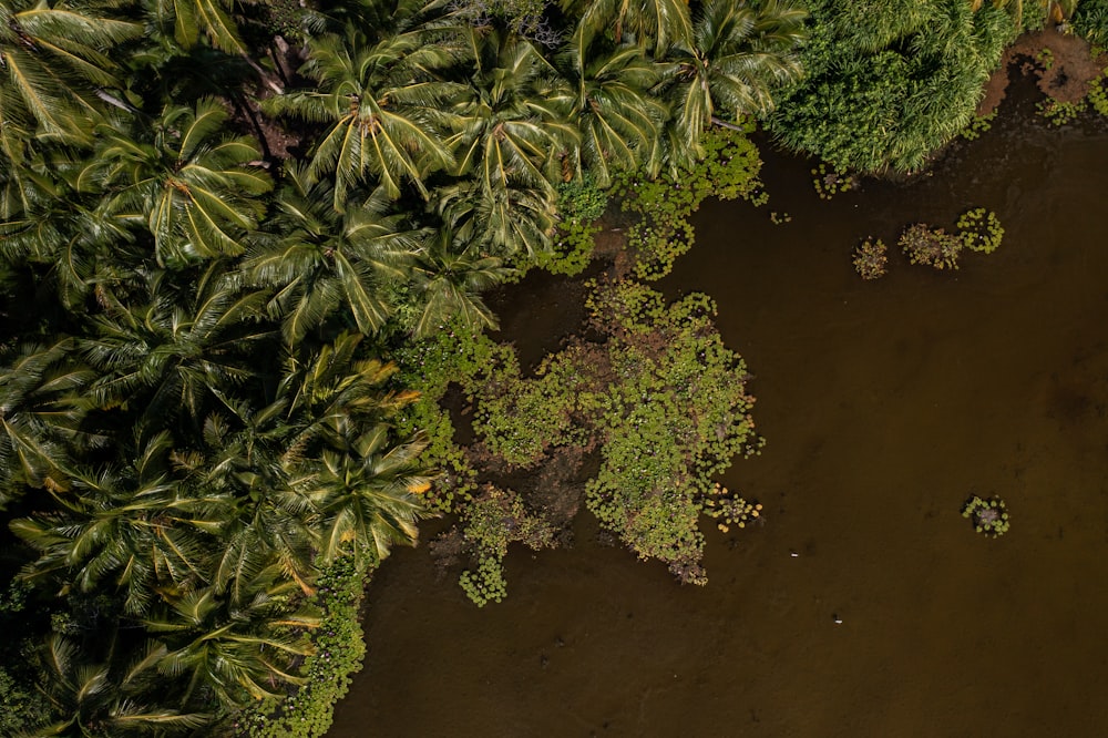 an aerial view of a river surrounded by palm trees