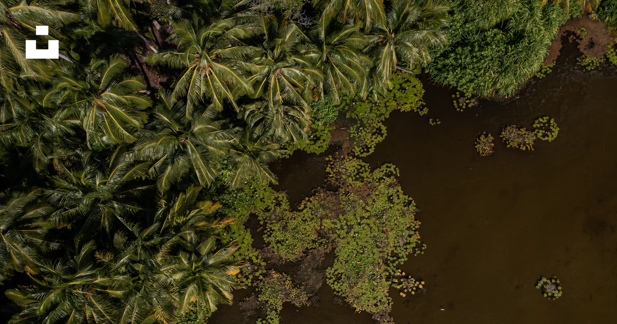 Pinanga Rivularis An aerial view of a river surrounded by palm trees photo – Free ...