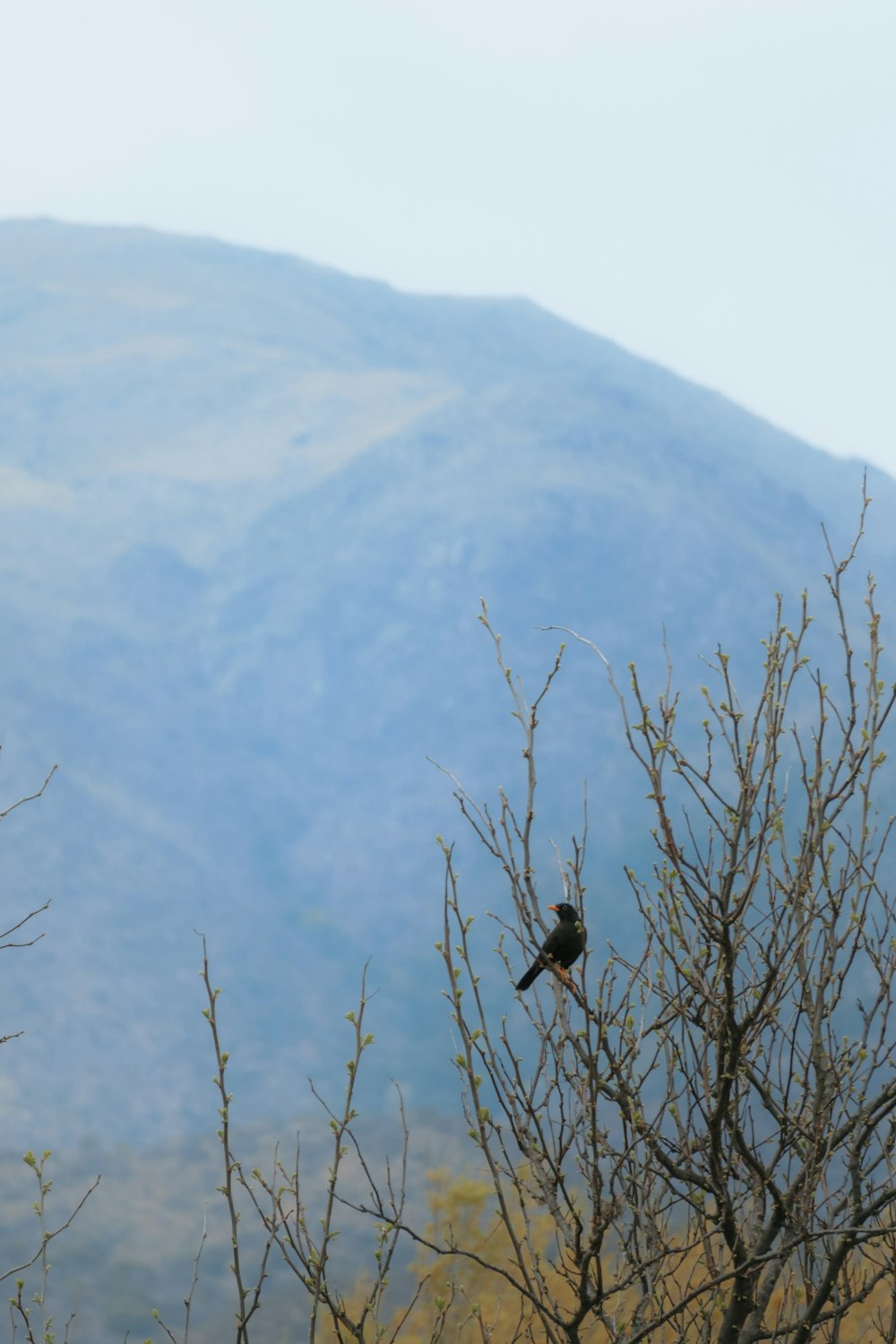 a bird perched on top of a tree in front of a mountain