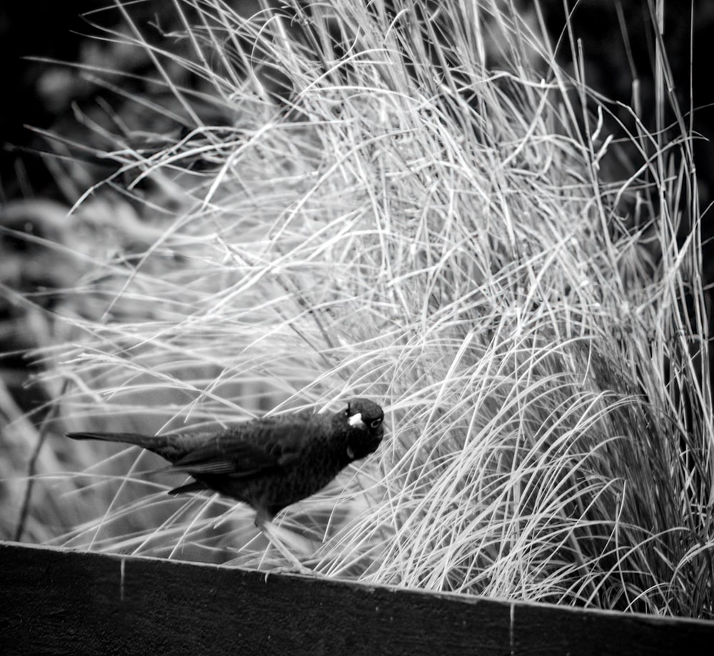 a black and white photo of a bird on a fence