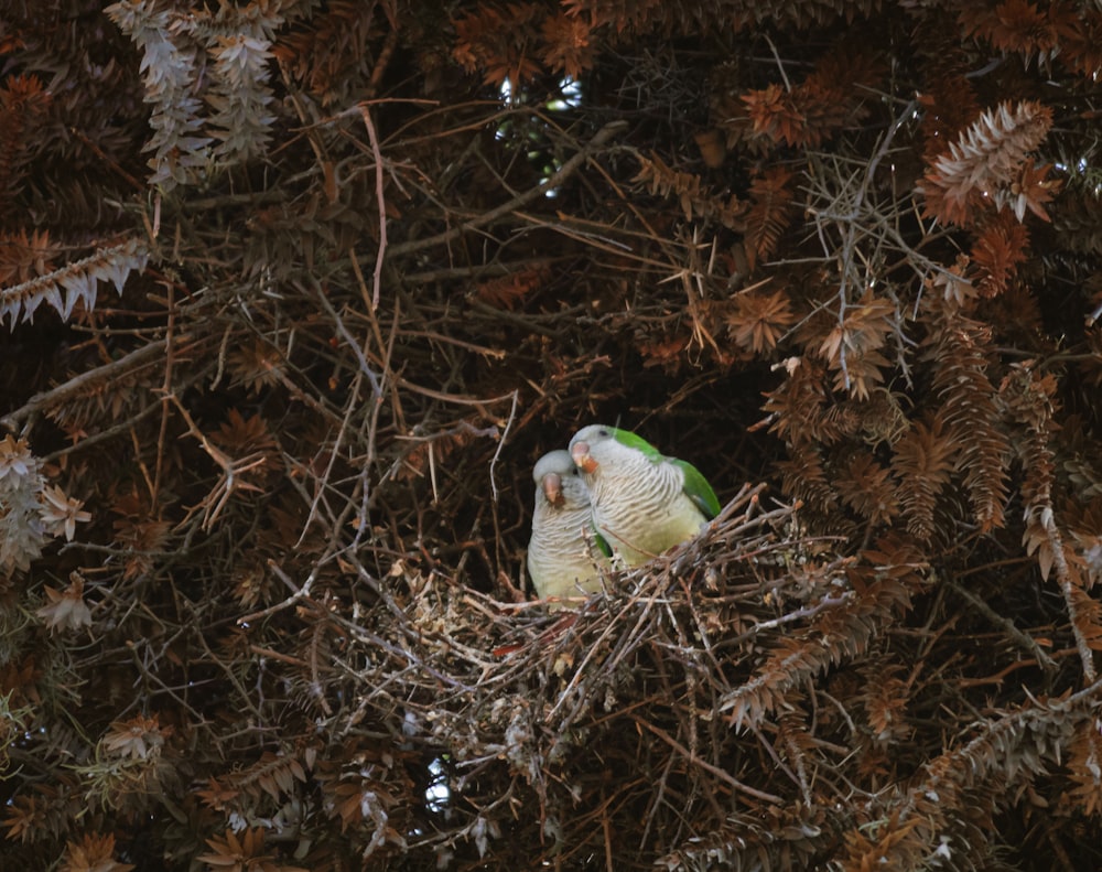 a parakeet sitting in a nest in a tree