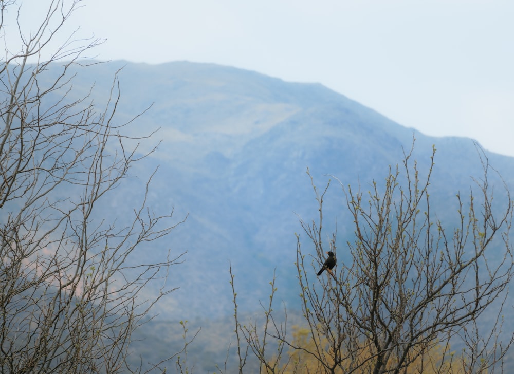 a bird sitting on top of a tree in front of a mountain