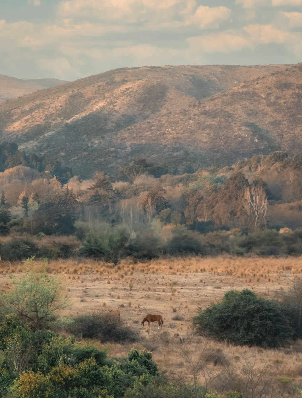 a brown horse standing on top of a dry grass field