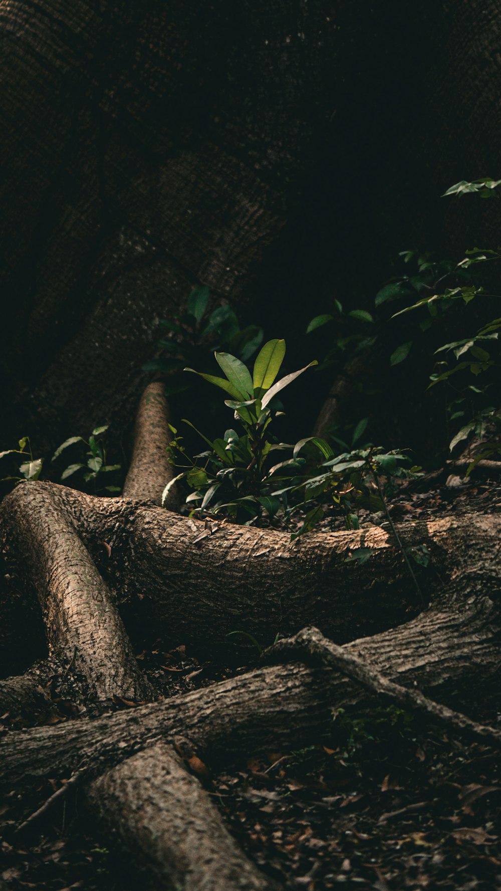 an elephant standing in the middle of a forest