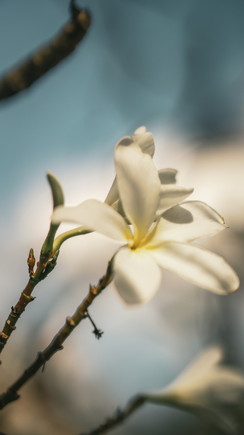 a close up of a flower on a tree branch