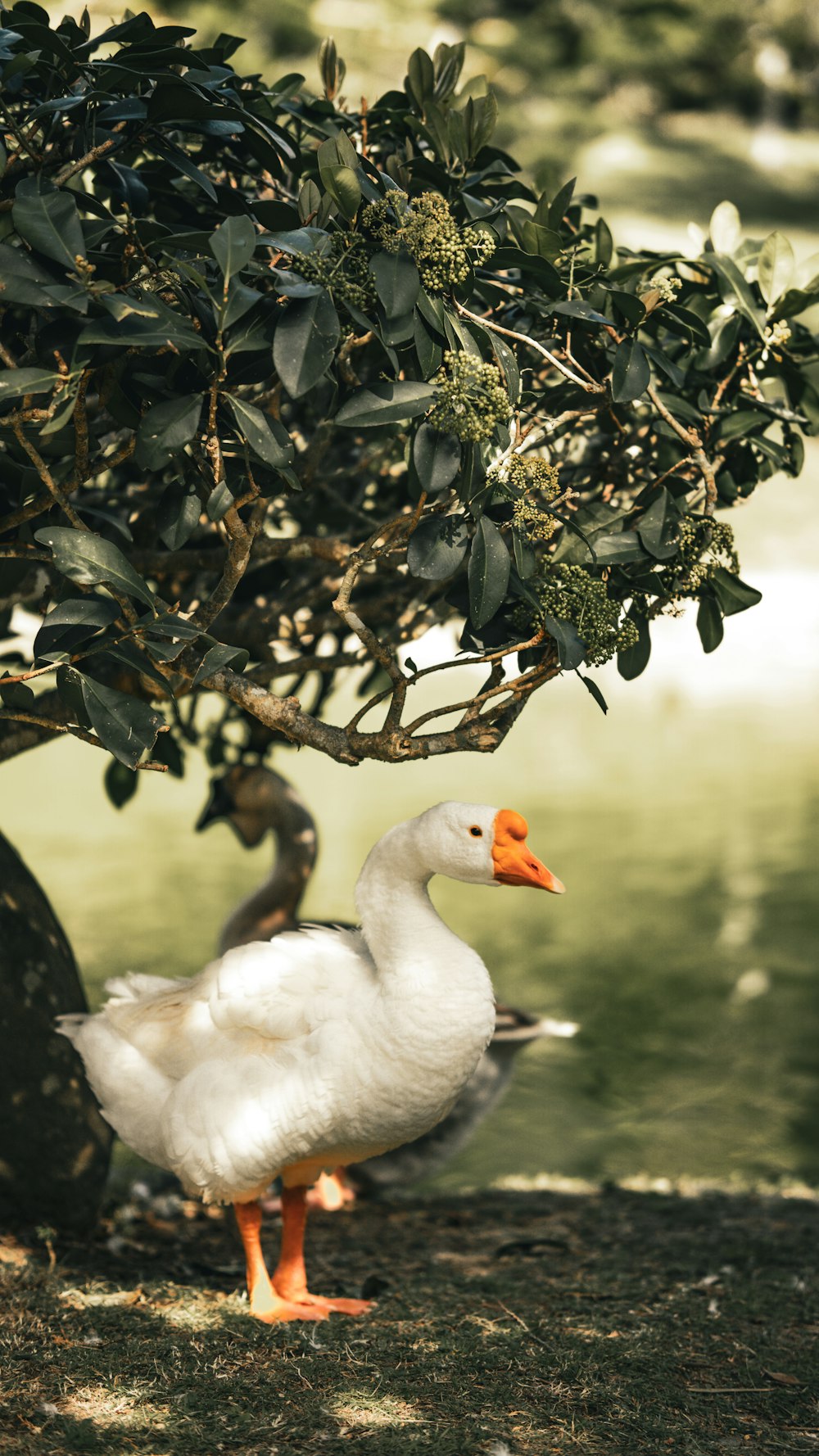 a couple of ducks standing next to a tree