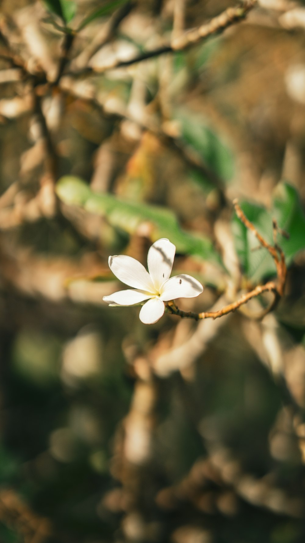 a small white flower on a tree branch