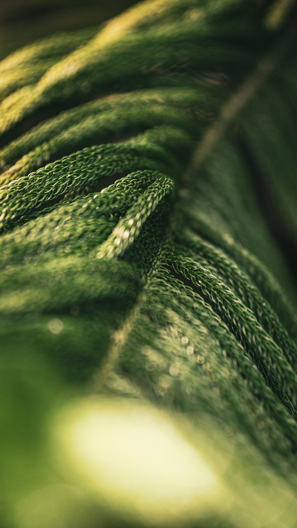 a close up of a green plant with a blurry background
