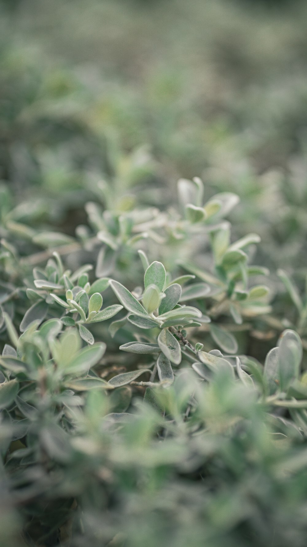 a close up of a plant with green leaves