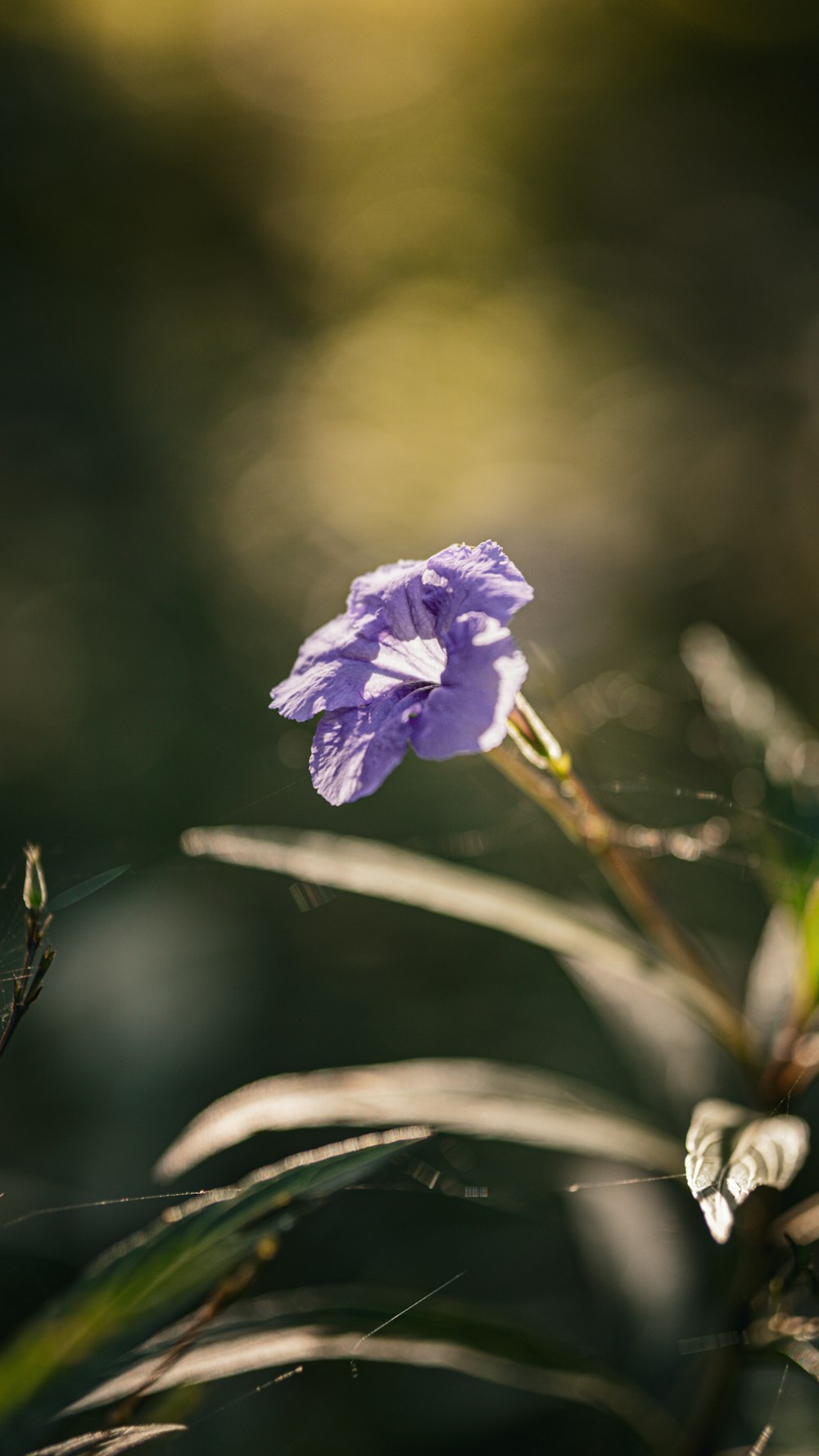 a purple flower with a green stem in the foreground