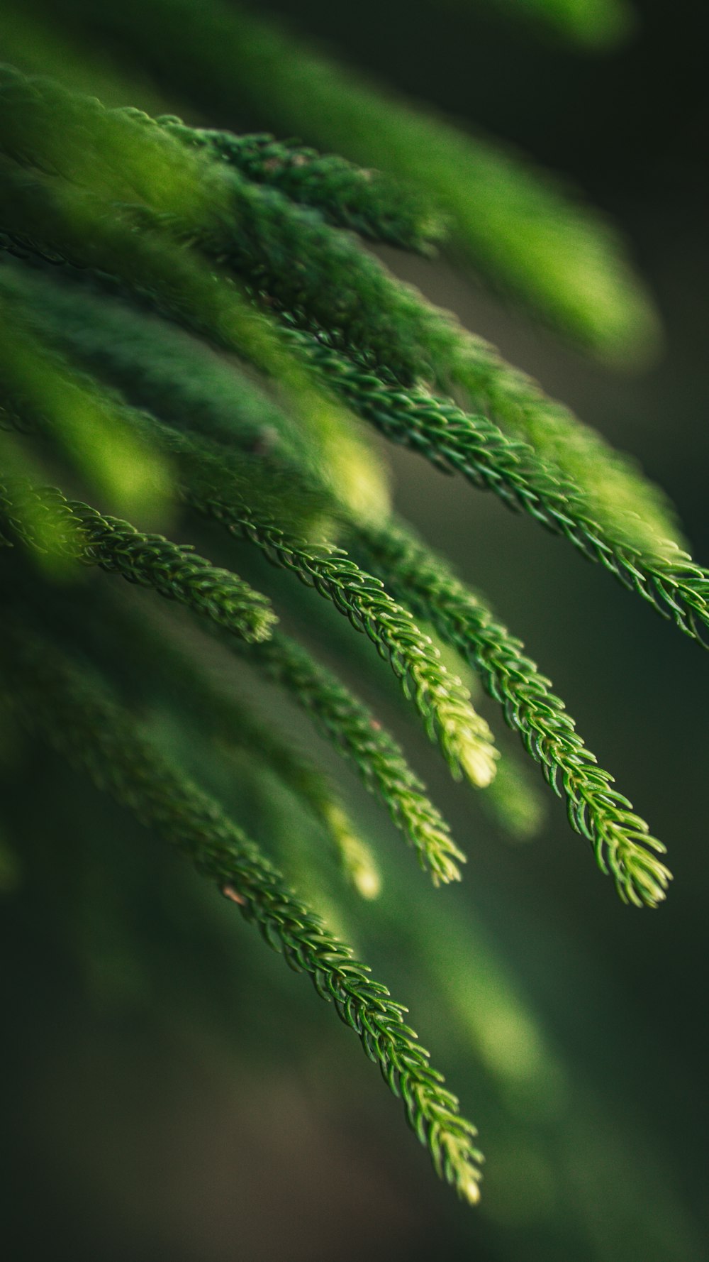 a close up of a green plant with lots of leaves