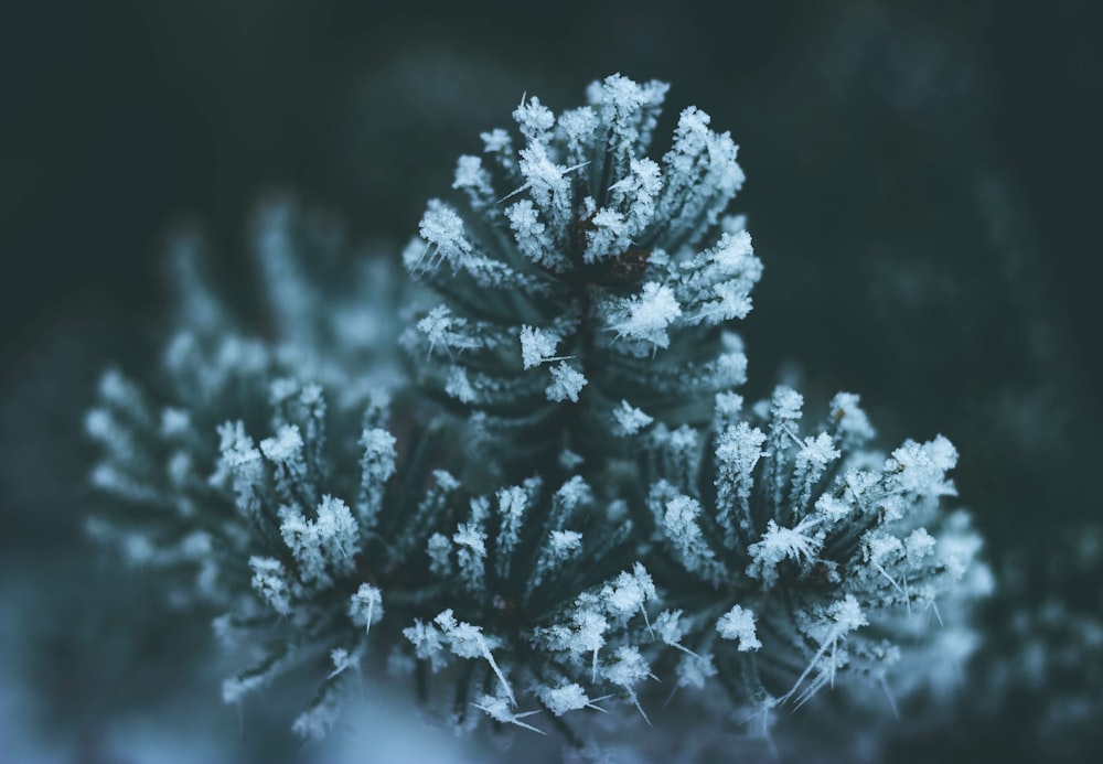 un primo piano di un pino con la neve su di esso