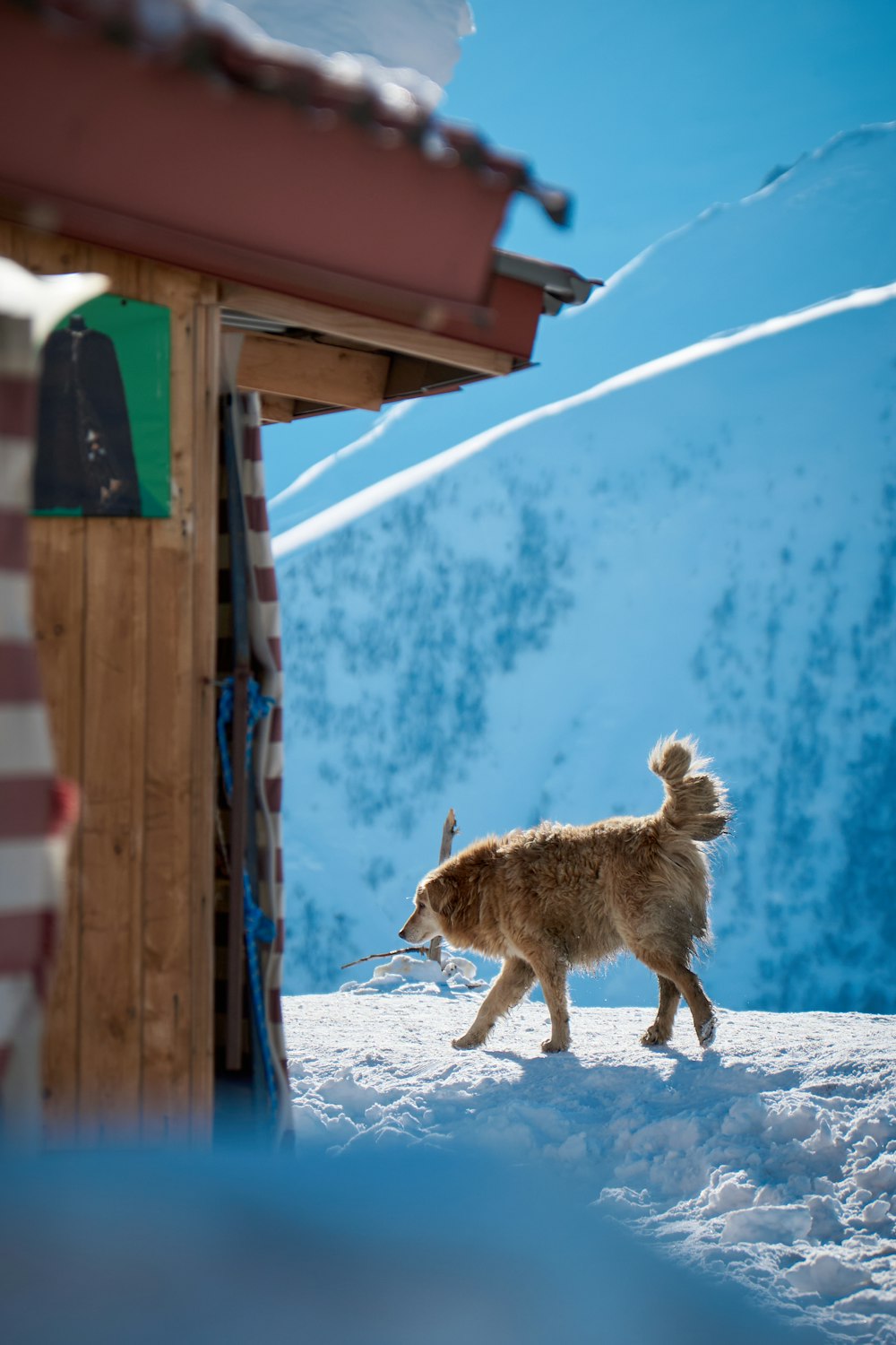 a dog that is walking in the snow