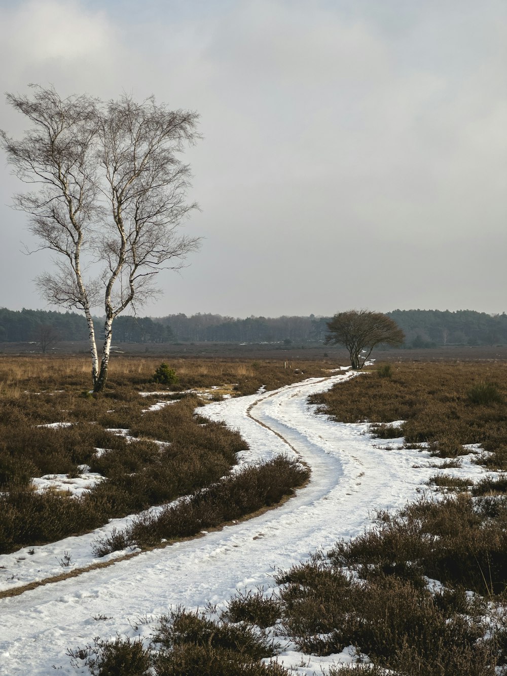 a snow covered path leading to a lone tree