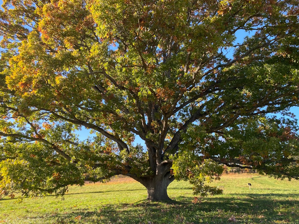 a large tree in the middle of a grassy field