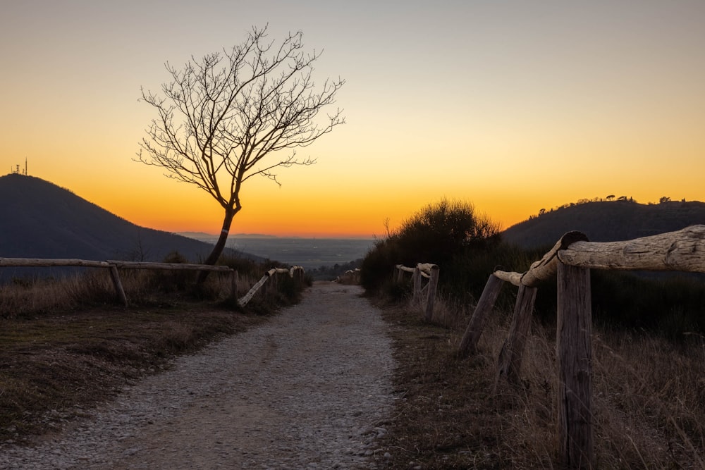 a dirt path leading to a tree with a sunset in the background