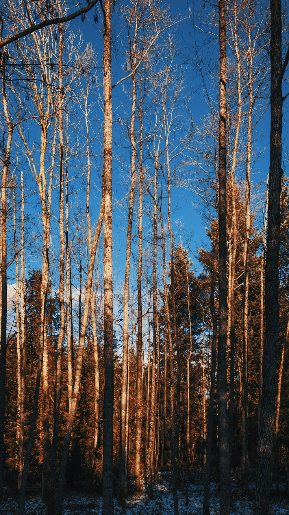 a forest filled with lots of tall trees