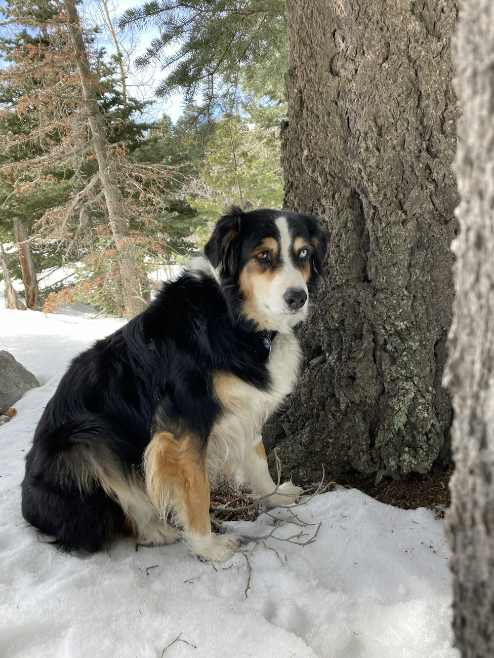 a dog sitting in the snow next to a tree