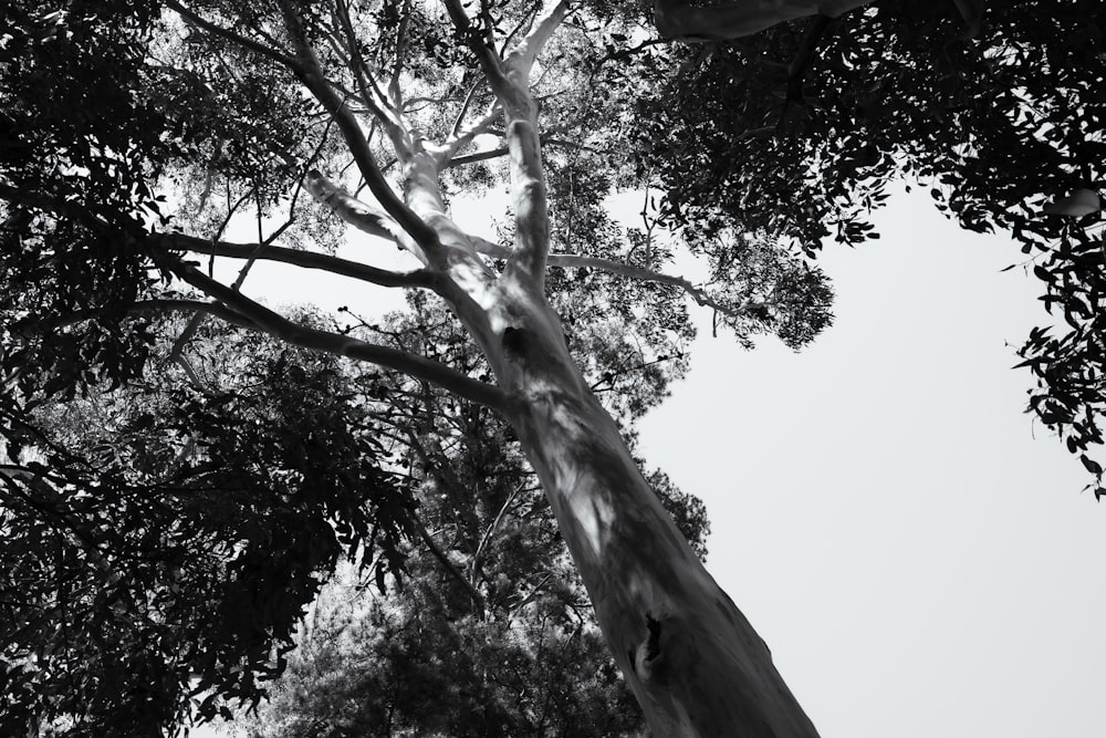 a black and white photo of a tall tree